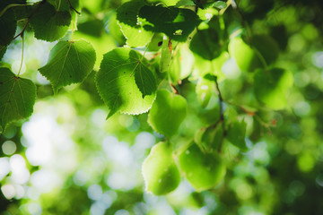 green summer tree leaf background texture