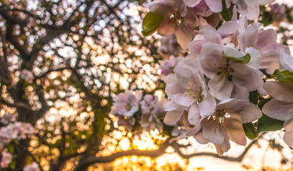 Cherry blossom tree pink blooming flowers on branch as spring floral botanical outdoor sunset landscape background  