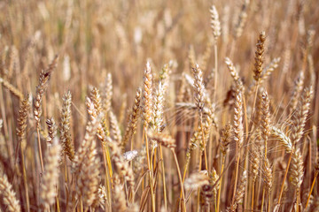 Summer background with ears of wheat growing on a field