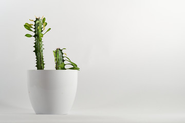 Green cactus in a white pot on light background. wallpaper.
