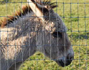 Fuzzy furry Donkey burro side view  in pasture