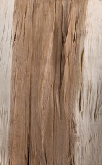 The texture of the wood grain slice of a tree trunk, firewood and lumber from stone