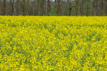 Obraz premium Landscape with yellow rapeseed field. Bright yellow rapeseed oil. Biofuel.