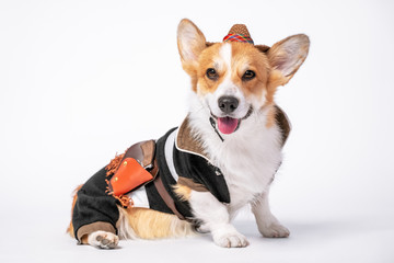 Cool welsh corgi pembroke or cardigan in sheriff or cowboy costume with straw wide brimmed hat sits on white background. Dog has holster on his belt with law enforcement officers weapon. Pets clothes.