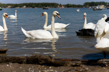 Elegant Swan on Danube river with flock of swans in background
