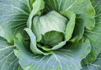 Fototapeta na wymiar Fresh cabbage head. Close-up.