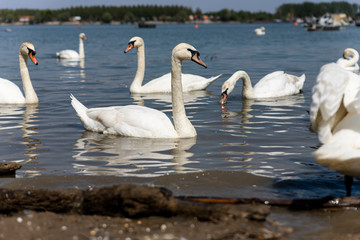 Obraz premium Elegant Swan on Danube river with flock of swans in background
