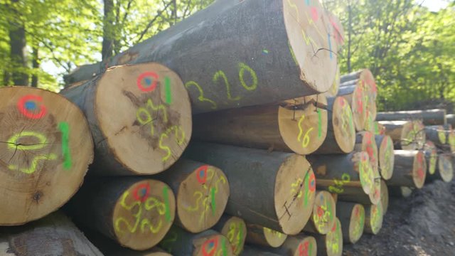 Wooden pile of natural logs with number in the forest.