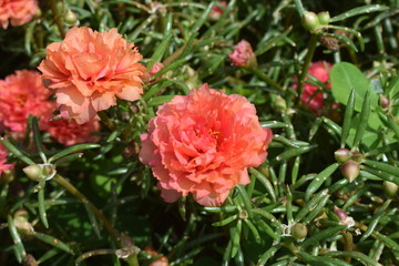 purslane flowers have colorful flower petals