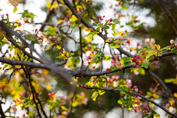 Beautiful tree flowers bloom at sunset in spring