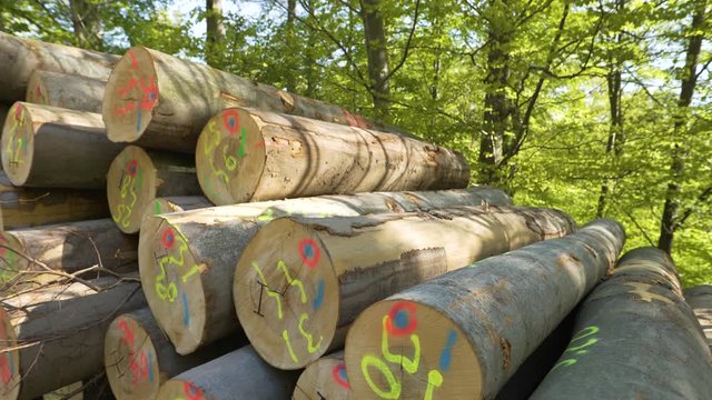 Wooden pile of natural logs with number in the forest.