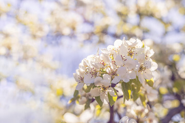 Blurred pear tree background with spring flowers in sunny day. Panoramic view to spring background art with white blossom, close up, shallow depths of the field