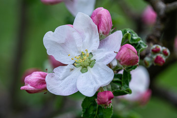 Red buds before flowering early spring on branch of an apple tree in the garden