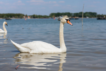 Fototapeta premium Elegant Swan on Danube river with flock of swans in background