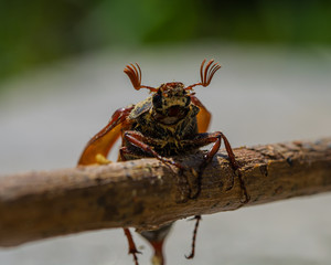 Beautiful beetle in nature. Cockchafer. Macro shot. (Melolontha melolontha)