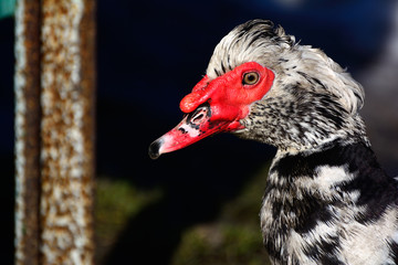 Muscovy duck closeup