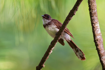 Malaysian Pied-Fantail - Rhipidura javanica black and white singing bird with the big tail, in the genus Rhipidura, its natural habitat is subtropical or tropical moist lowland forests
