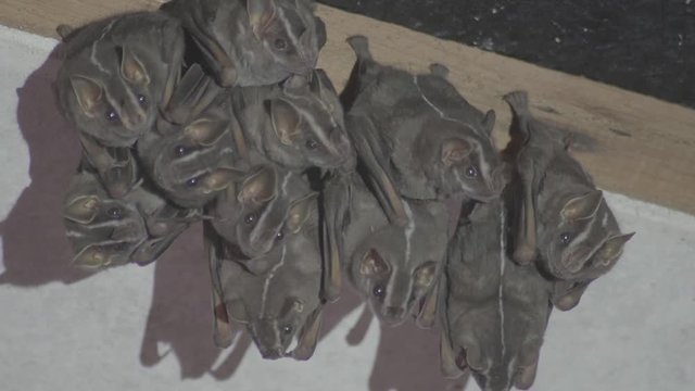 Colony of Brazilian bat, The white-lined broad-nosed bat  Platyrrhinus lineatus is a bat species from South America. 