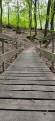 wooden bridge in the forest