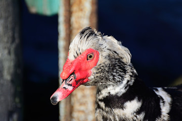 Muscovy duck closeup