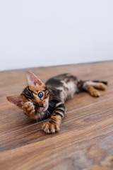 a Bengal kitten playing on the balcony