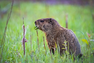 Curious wild groundhog on the field alone