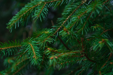 Green branches of the Christmas tree and coniferous trees are overgrown with densely young needles. Background