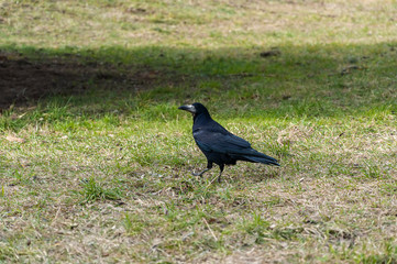 A black big raven male walks along the dried grass in a park.