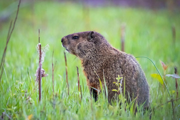 Curious wild groundhog on the field alone