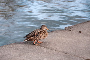 Mallard duck female walks along the edge of a concrete parapet along the lake pond in a city park.