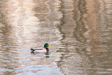 Duck, drake swims in the city pond, lake.