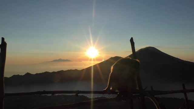 Monkey on background of a volcano in the mountains Bali Indonesia. Monkey goes on the fence on the background of clouds