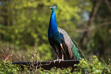 Obraz premium Beautiful peacock in the park on a sunny day