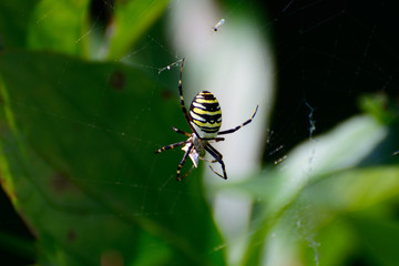 Spider-zebra is poisonous