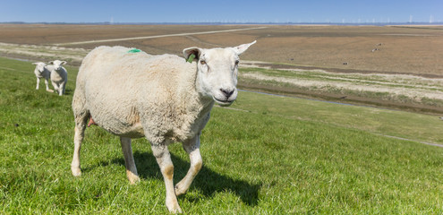 Panorama of a white sheep in the Dollard region, Netherlands