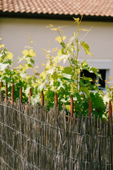 Young grapes grow because of bamboo fence in the background of a house with tiles