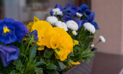 white daisies and violet, and yellow pansies