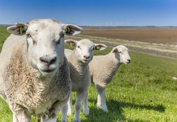 Sheep with two lambs in the landscape of Groningen, Netherlands