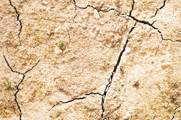 Fototapeta premium dry cracked earth new weeds