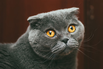 Naklejka na ściany i meble Scottish fold gray cat with orange eyes, closeup portrait