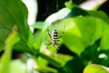 Spider-zebra is poisonous