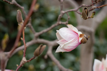 magnolia flower blossom spring season