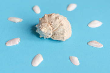 Sea shells on a pastel blue background. Summer concept, tourism, flat lay, copy space, top view.