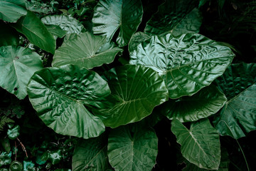Big tropical leaves background, jungle leaf garden with a moody green vibe