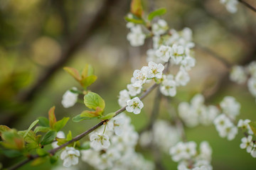 detail of a spring blossom flowers on a tree 