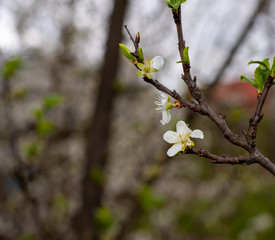 cherry tree blossom