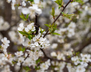 bee on a cherry tree