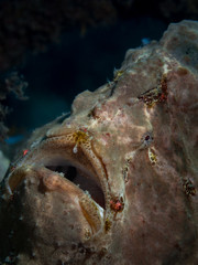 The face of a giant frogfish underwater