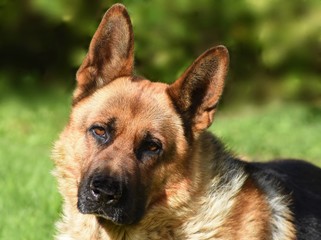 German Sheppard