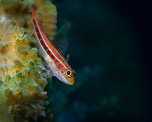Obraz na płótnie Canvas A tiny blenny fish sits on the tropical coral reef underwater
